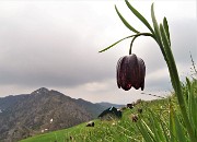 78 E reincontriamo le fritillarie  (Fritillaria meleagris) poco dopo la Baita Venturosa 